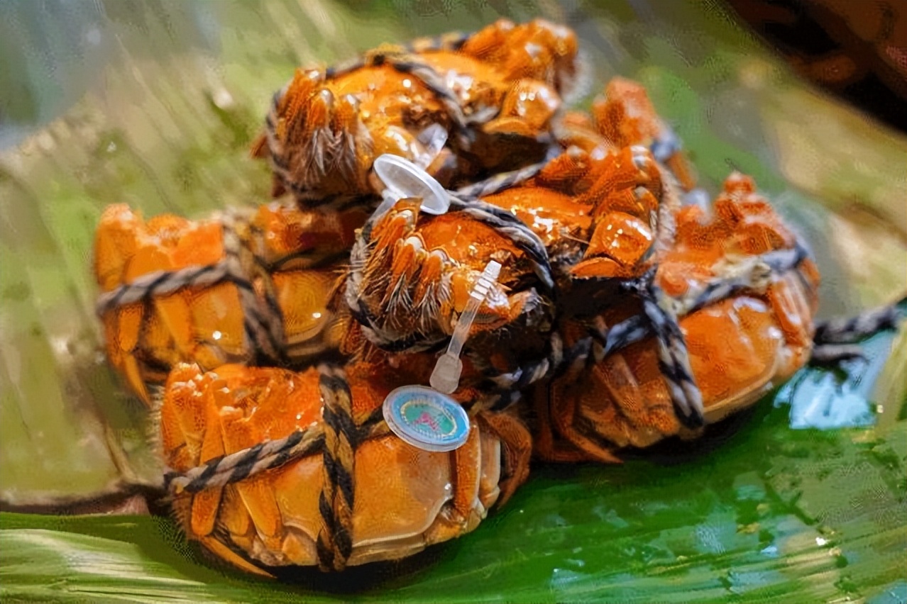 哪里的螃蟹最有名最好,全国最好的螃蟹排名