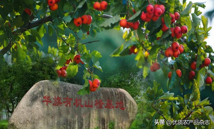 华旗山楂果茶为什么那么甜,华旗山楂果茶1.28升价格