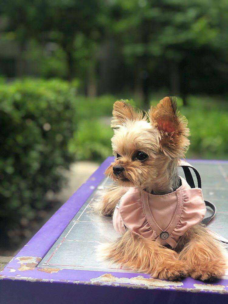 约克夏耳朵特别臭怎么办,约克夏犬黑便怎么办