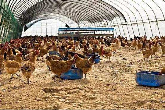 氨基酸维生素矿物质的作用是什么,氨基酸维生素矿物质的作用