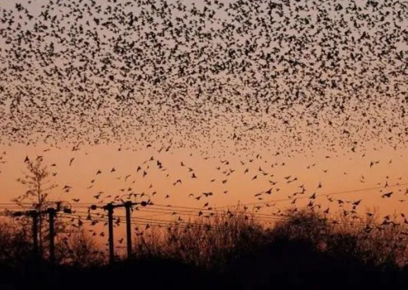 1890年美国放生了60只鸟，如今却每年损失10亿美元，人民苦不堪言