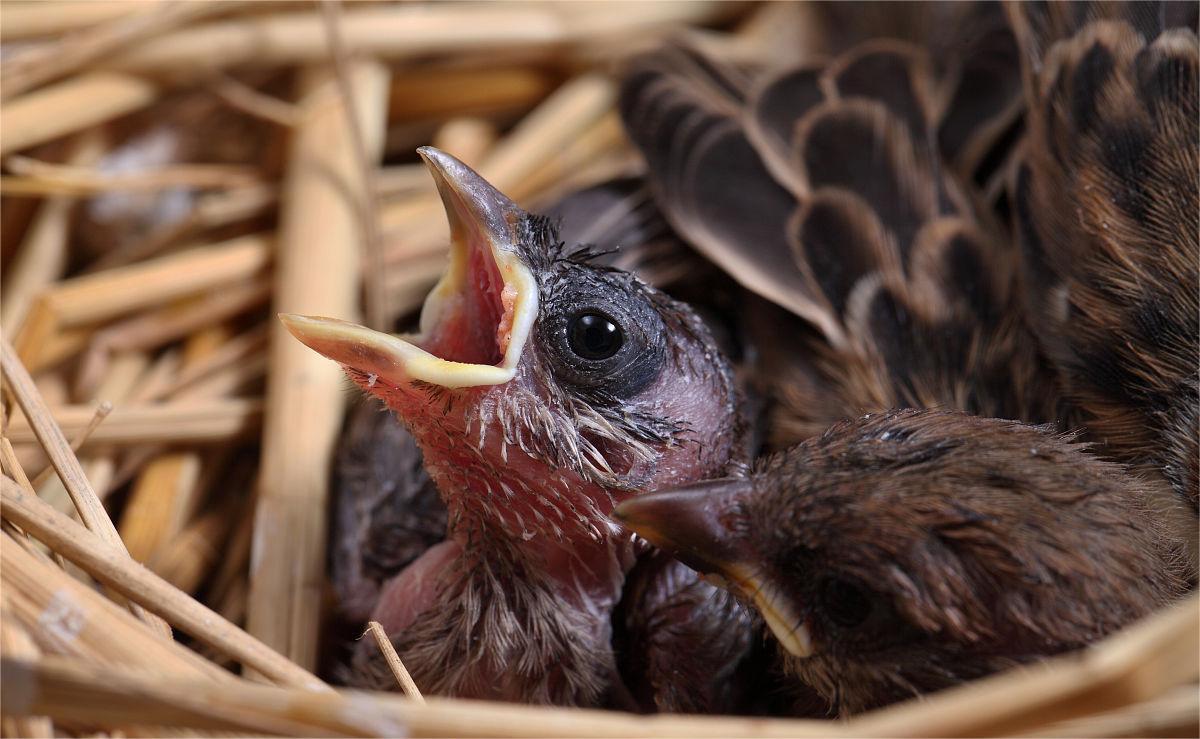 为什么抓到的麻雀，怎么养都养不活?原因终于找到了