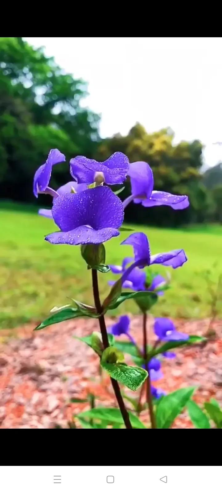 你的生日是哪种颜色的花,你的生日是几月对应什么花