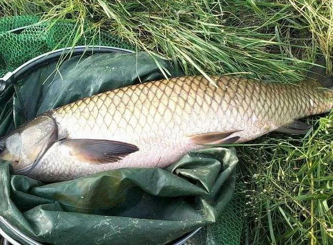 鱼类菜肴大全,鱼类食材大全