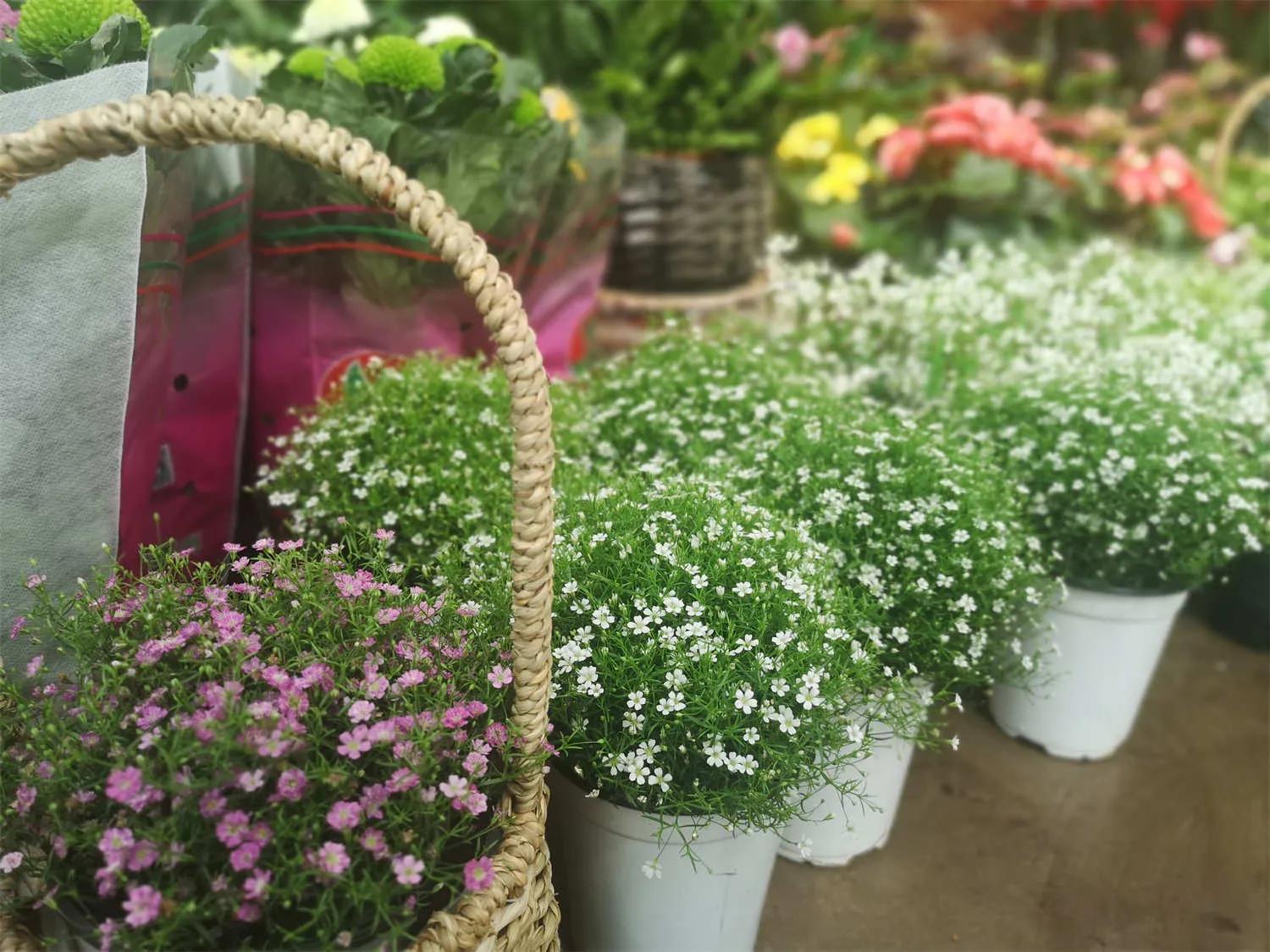 几种常见的花语,常见鲜花习性和花语