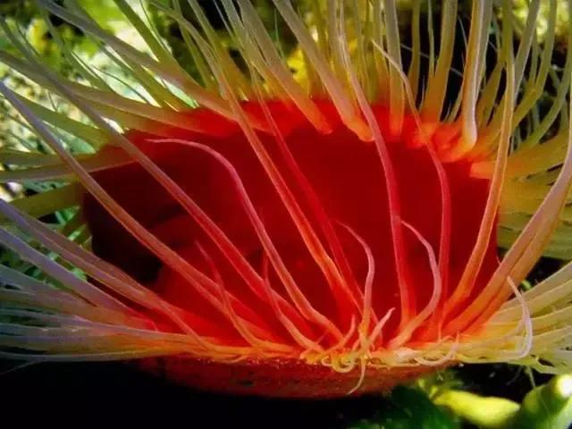 分享海的照片,奇异的海底世界200字