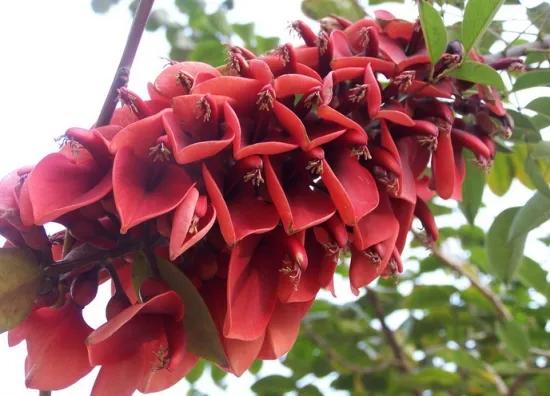 世界各国国花一览表,南美洲各国国花