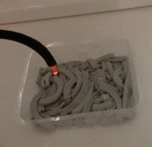 养猫不能放蟑螂药怎么办,养猫不能用的驱蚊方法