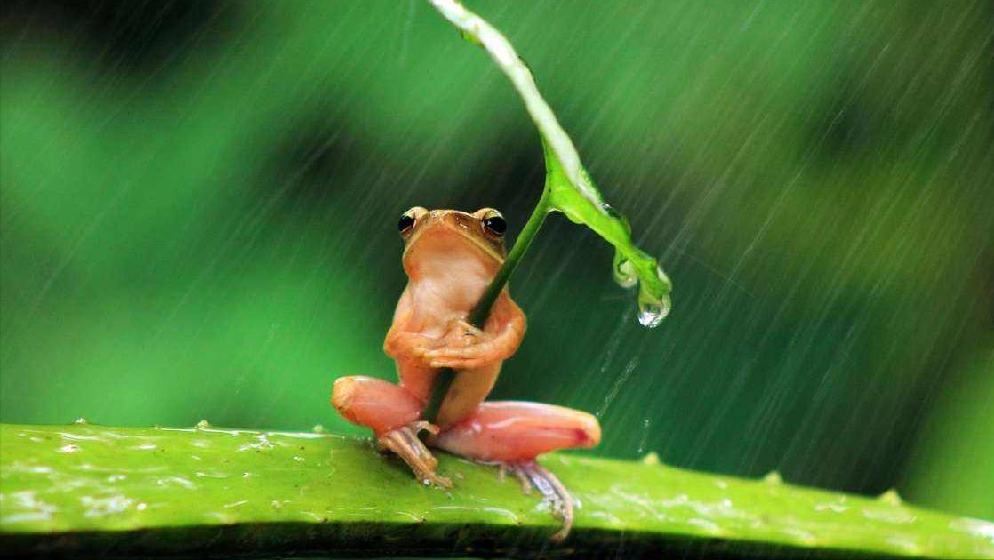 苏轼寓言故事,苏轼100字小故事