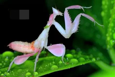 螳螂吃掉自己丈夫的头,螳螂为什么吃掉配偶螳螂吃蛇