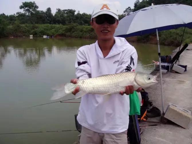 鱼咬石头，痛失的神话～终章⑤咬死钩和请勿将饵料作用神化