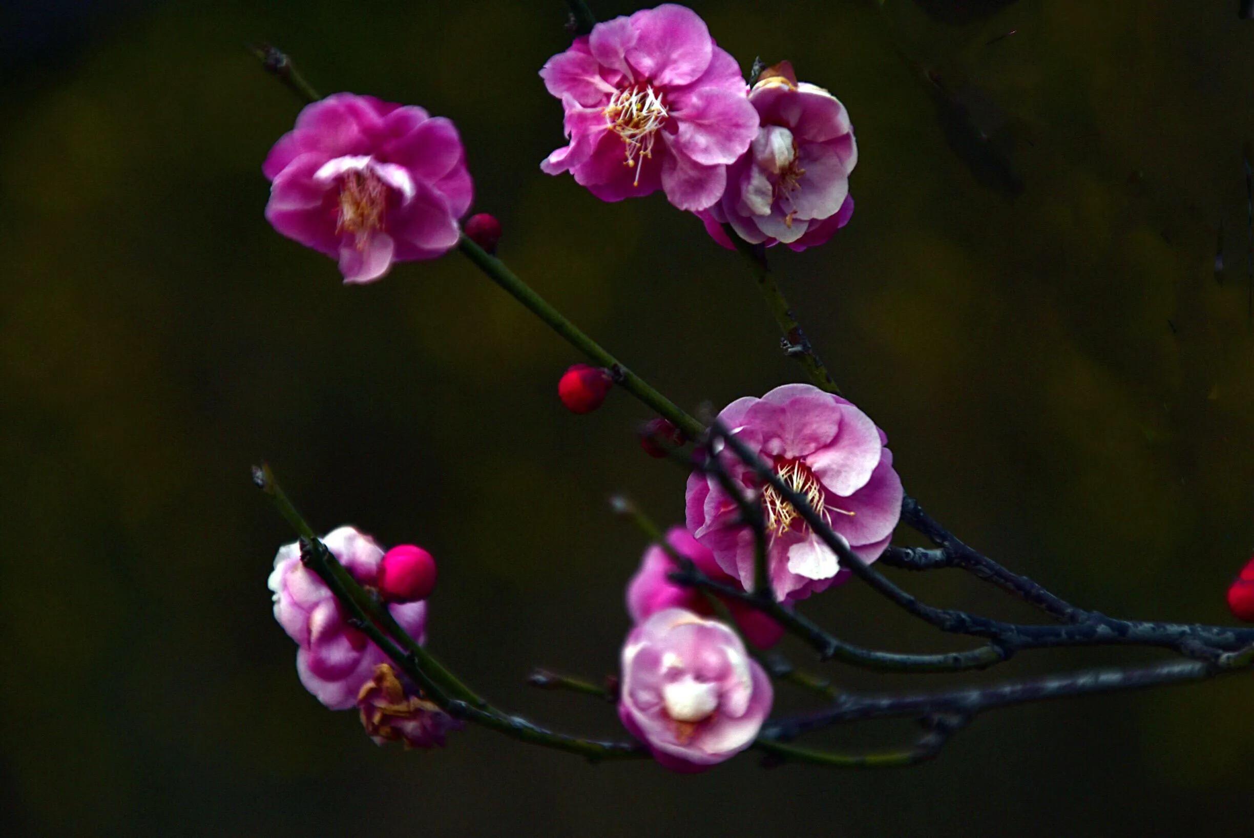 花卉摄影秋日的浪漫,花卉摄影春暖梅花开
