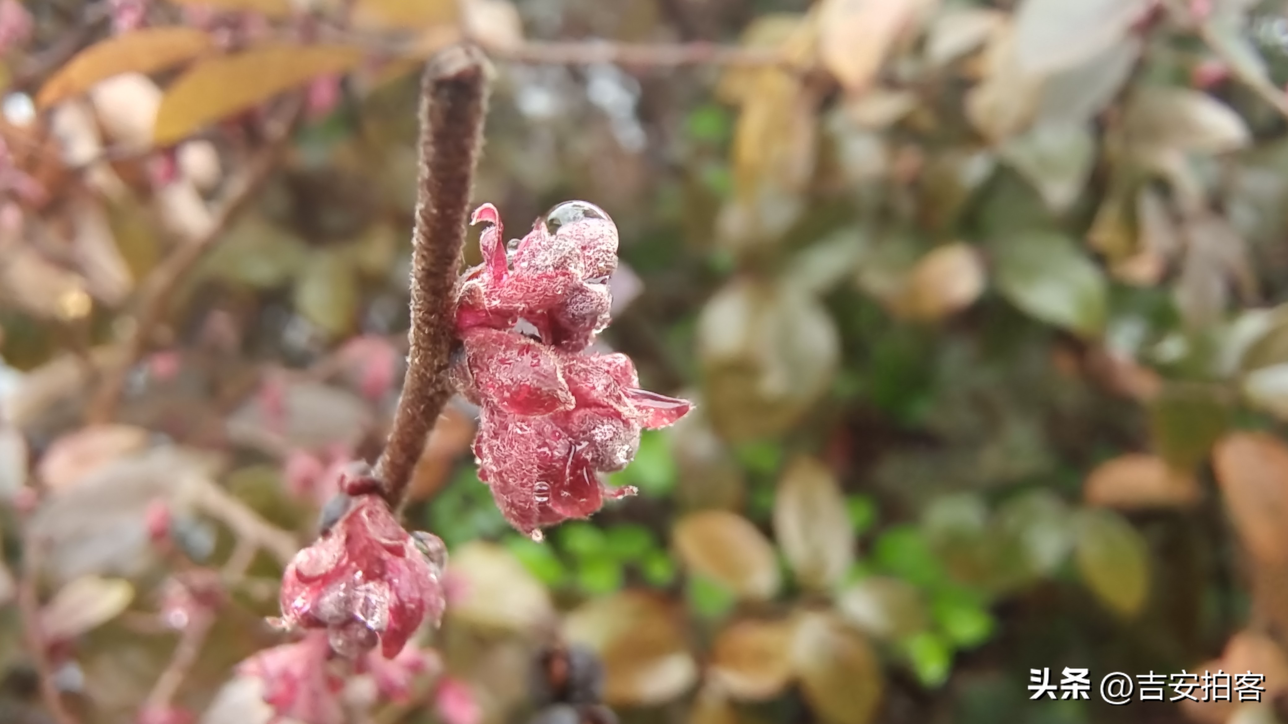 春雨滋润下的红花檵木