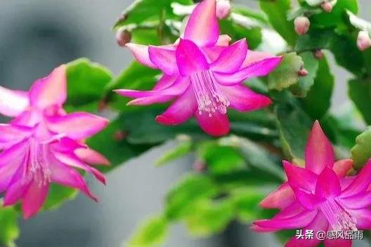 九十九朵美丽的国花送给你