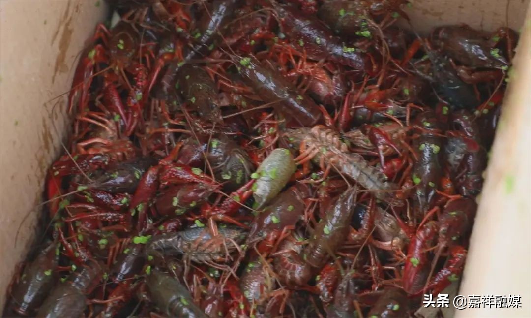 “藕”“虾”混养“钱”景好强村富民促振兴