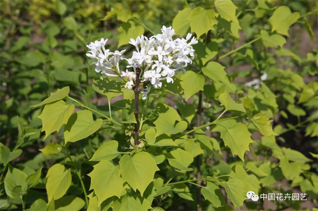 “全能型”乡土植物——丁香|“小众精英”专题