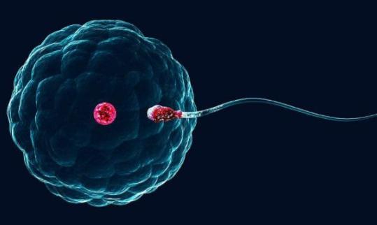 进入女性体内后，没“受精”成功的精子都去哪儿了？既好笑又心疼