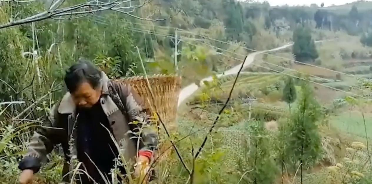 20年广东老太捡到一只“野猫”,越养越不对劲,专家看后立即报案