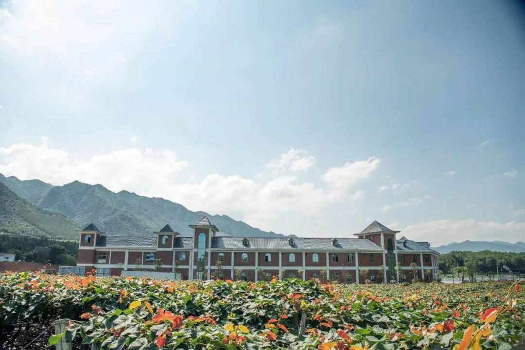 letsgo一周目攻略,letsgo图鉴攻略