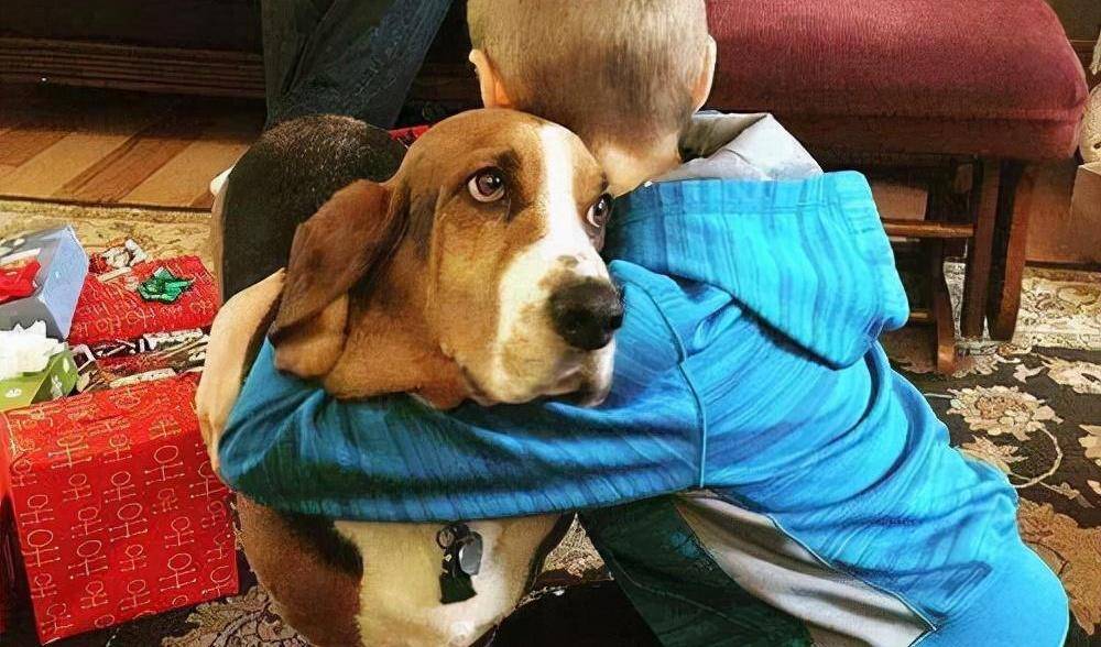 关于狗狗的十大科学真相,关于狗狗的八个秘密故事