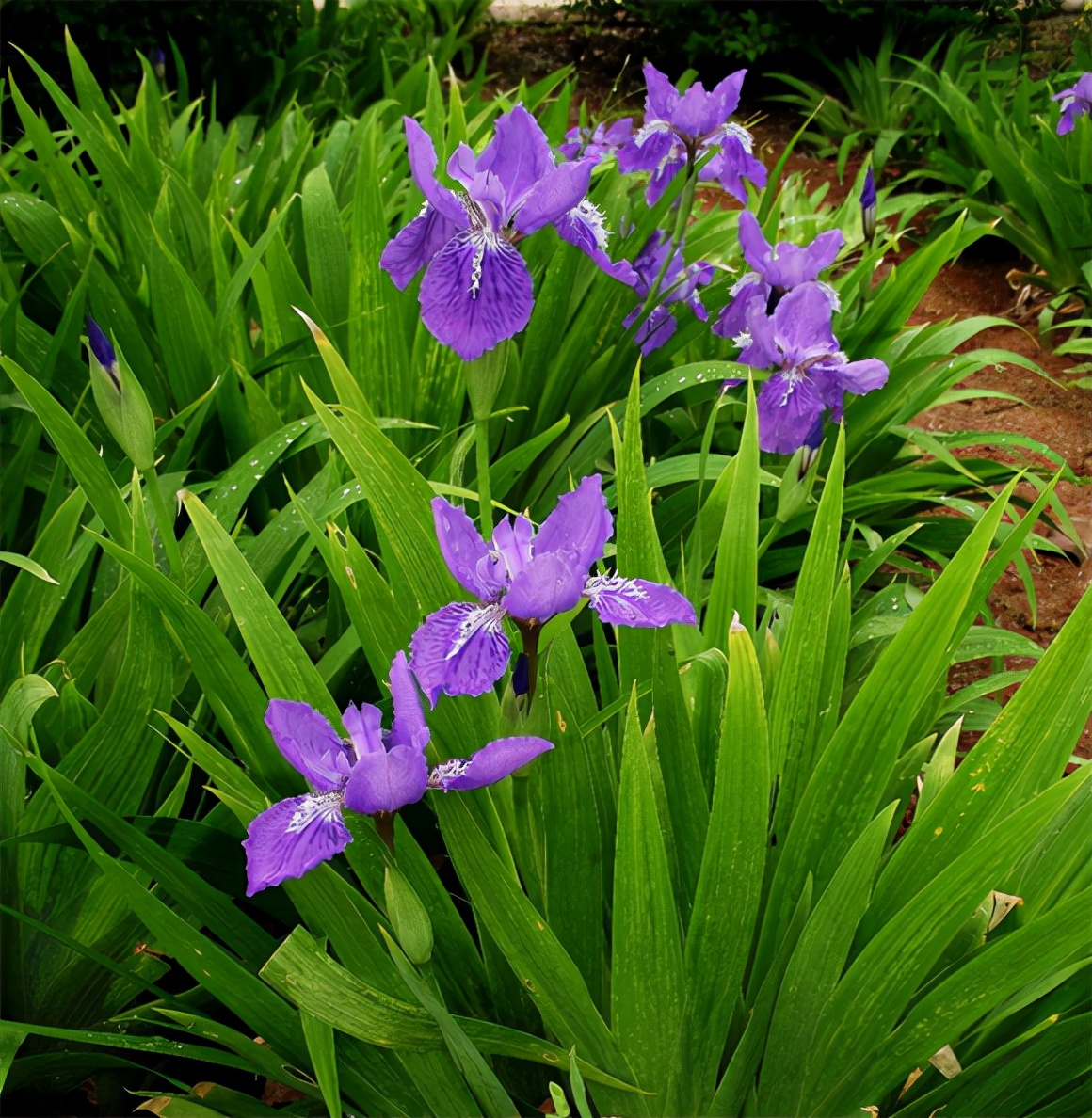 适合春季赏花的花,视觉盛宴五种赏花名花供您选择