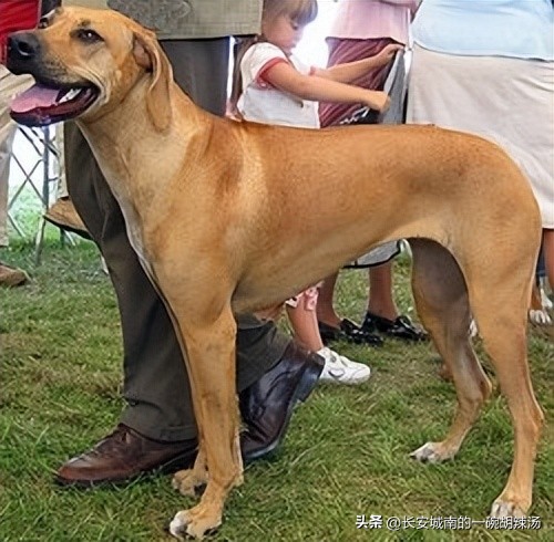 世界名犬大赛全程视频,世界名犬下司犬排名