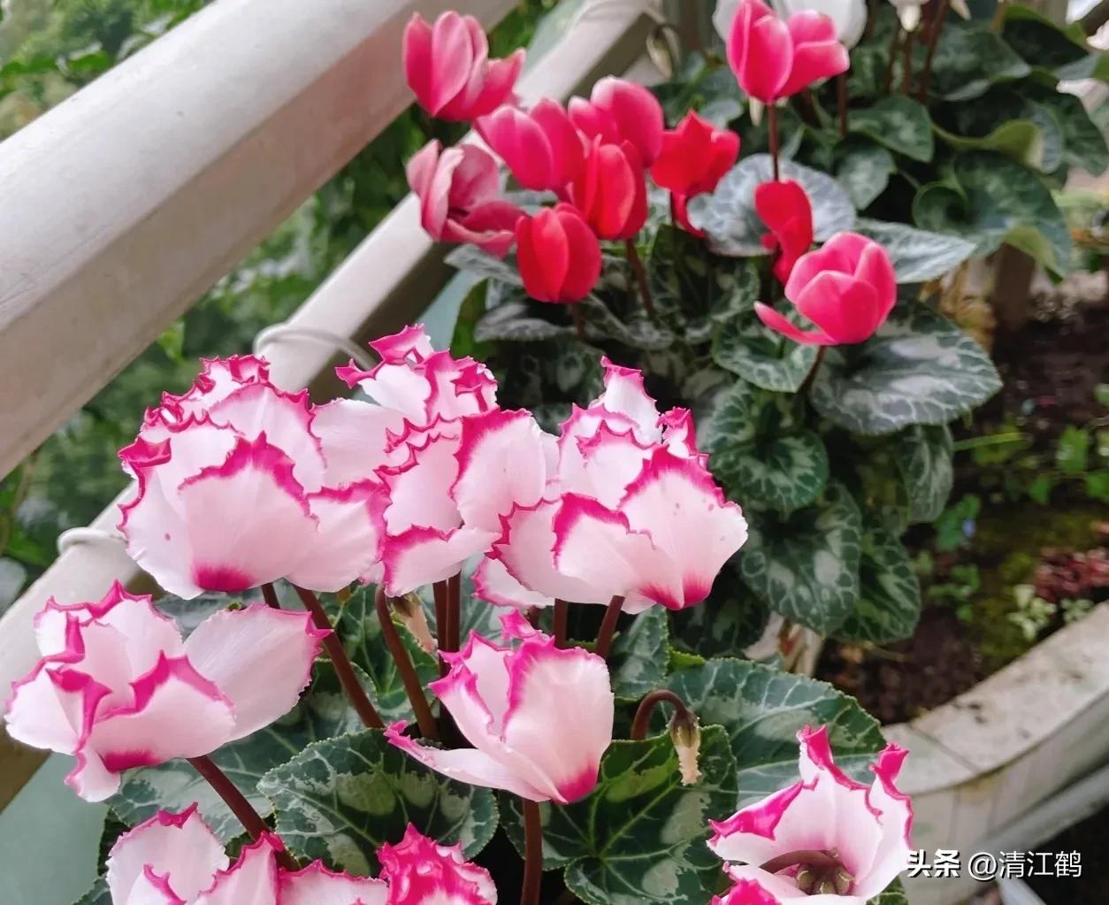 仙客来腐烂的挽救办法,仙客来病了怎么救活