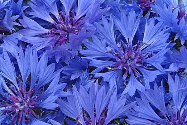 国色天香秀色可餐的美女 (秀色可餐与国色天香)