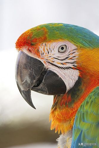 哪种鹦鹉爱抑郁焦虑,如何消除鹦鹉的恐惧情绪