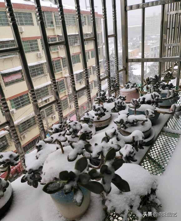 多肉冬天冻了,多肉冻成透明状能活吗