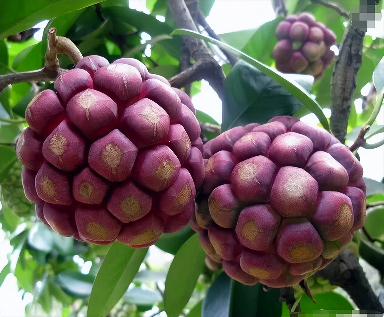 农村常见野生水果大全,这种果树在家也能种