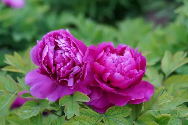 瞻仰胡氏受姓始祖公满陵墓及观光沿途景物