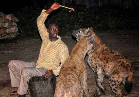 非洲爆发“人狗大战”,斑鬣狗组团袭击人类,为什么要报复我们?