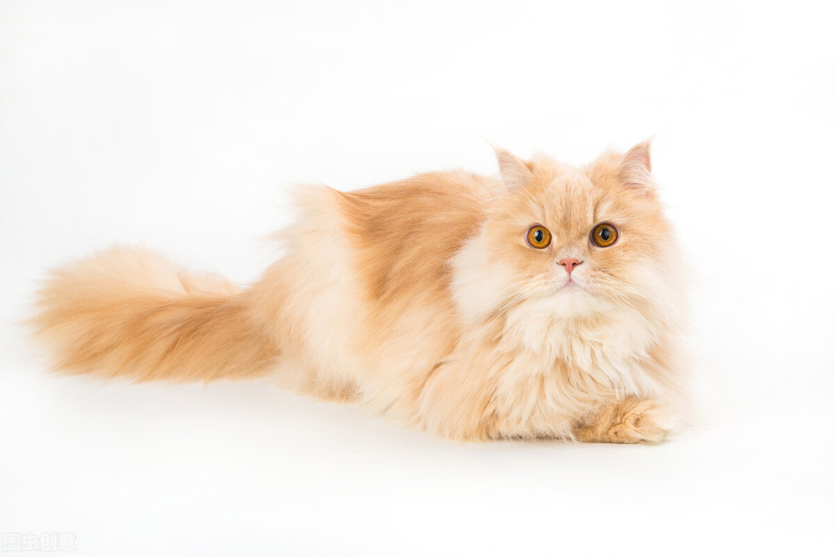 一只猫从湖南托运到重庆,波斯猫托运