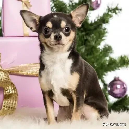 宠物狗应该怎么养详细介绍科普,宠物狗喂养及训练方法有哪些