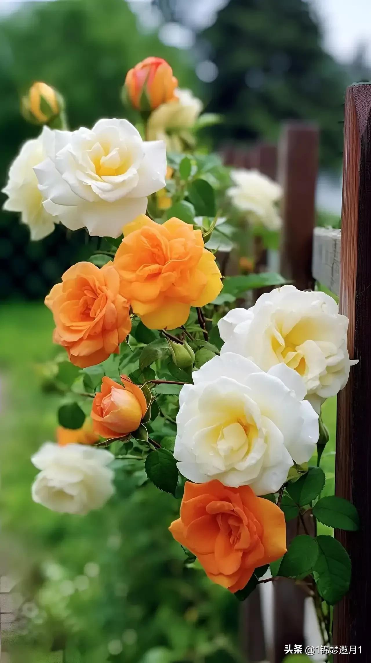 七月的夏天让生活慢下来图片,分享一个夏天的照片