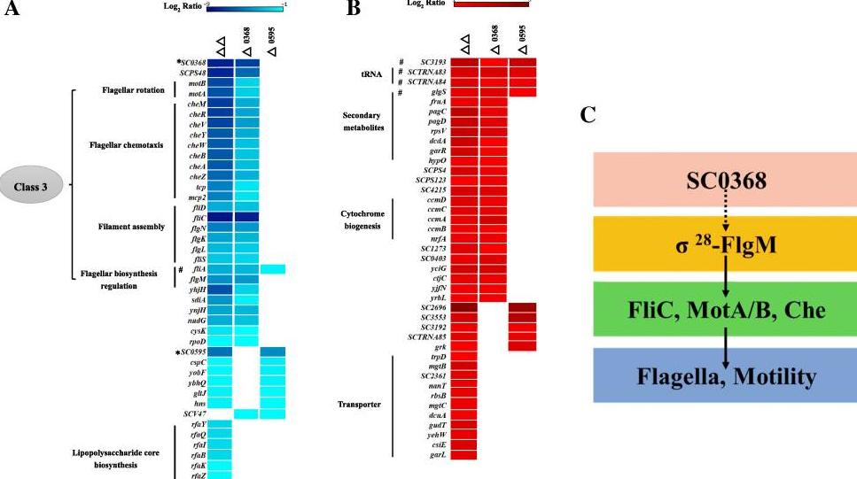 蛋白质组学基因组学转录组学,蛋白质组学在肿瘤的应用