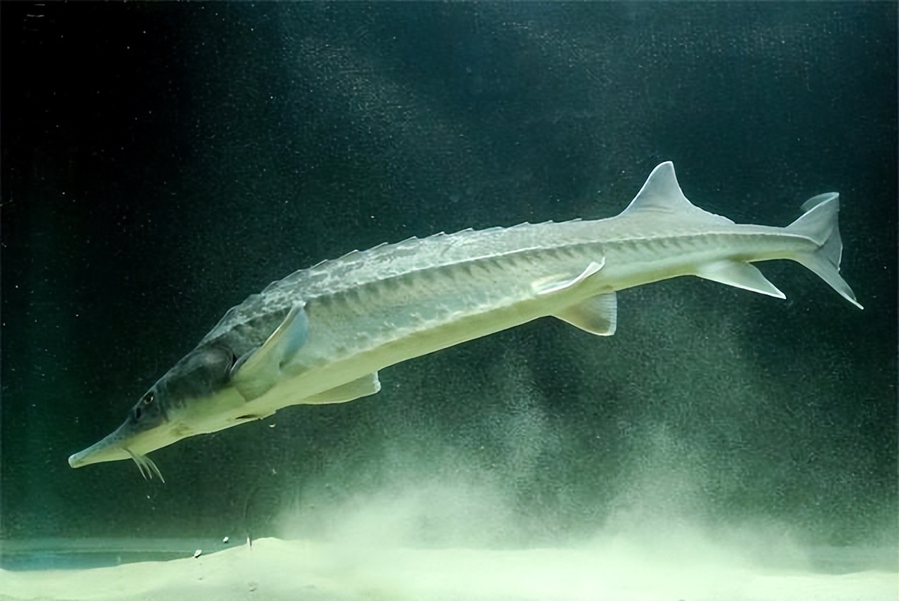 三峡水坝大鱼横行,三峡区出现大量水老虎