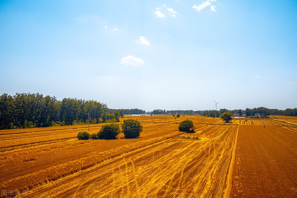 红色的五角星花开在朝阳升起时