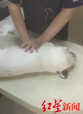 宠物店狗狗洗澡死亡,宠物店洗狗死亡