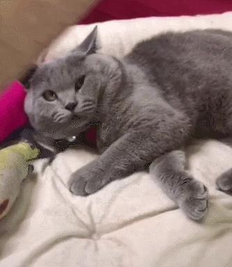 最皮实的猫是什么品种,哪种猫适合新手养比较便宜还好看