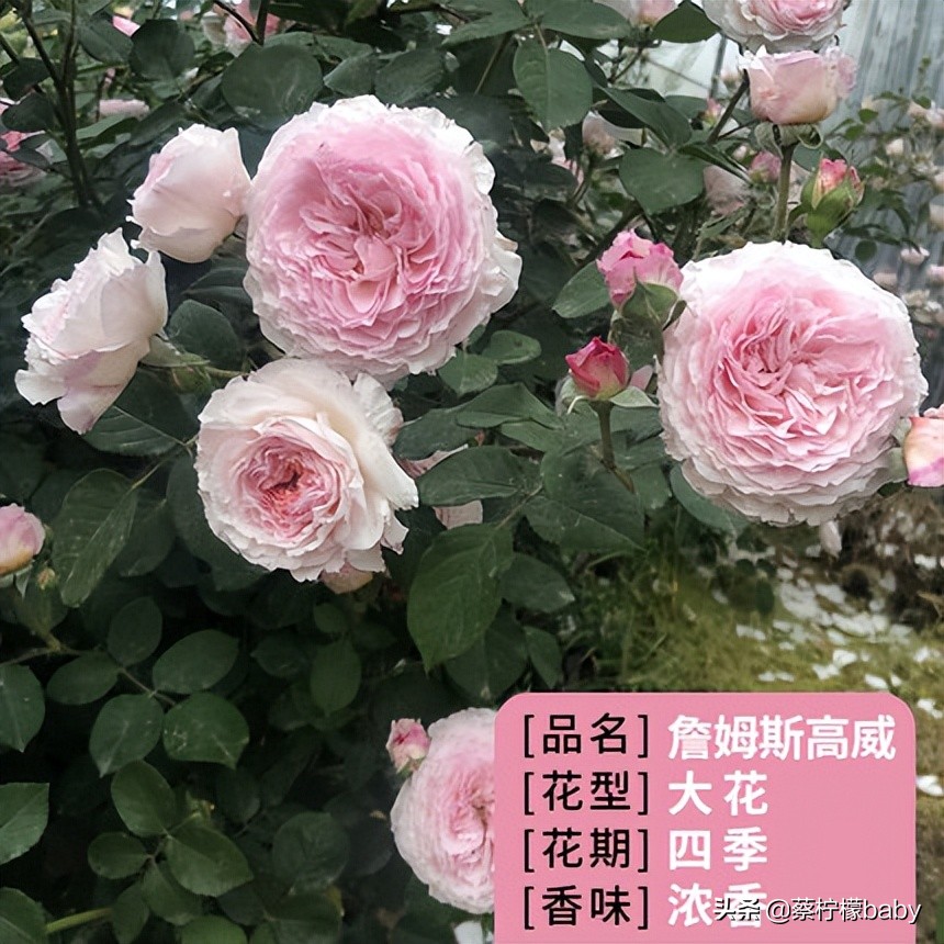 路边的蔷薇花是什么品种,哪个品种蔷薇花最好看最香