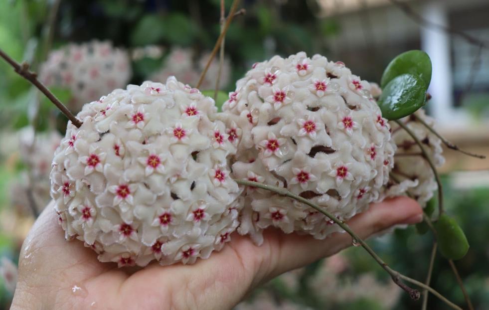 又香又适合阳台养的花,什么带香味的花室内养好看