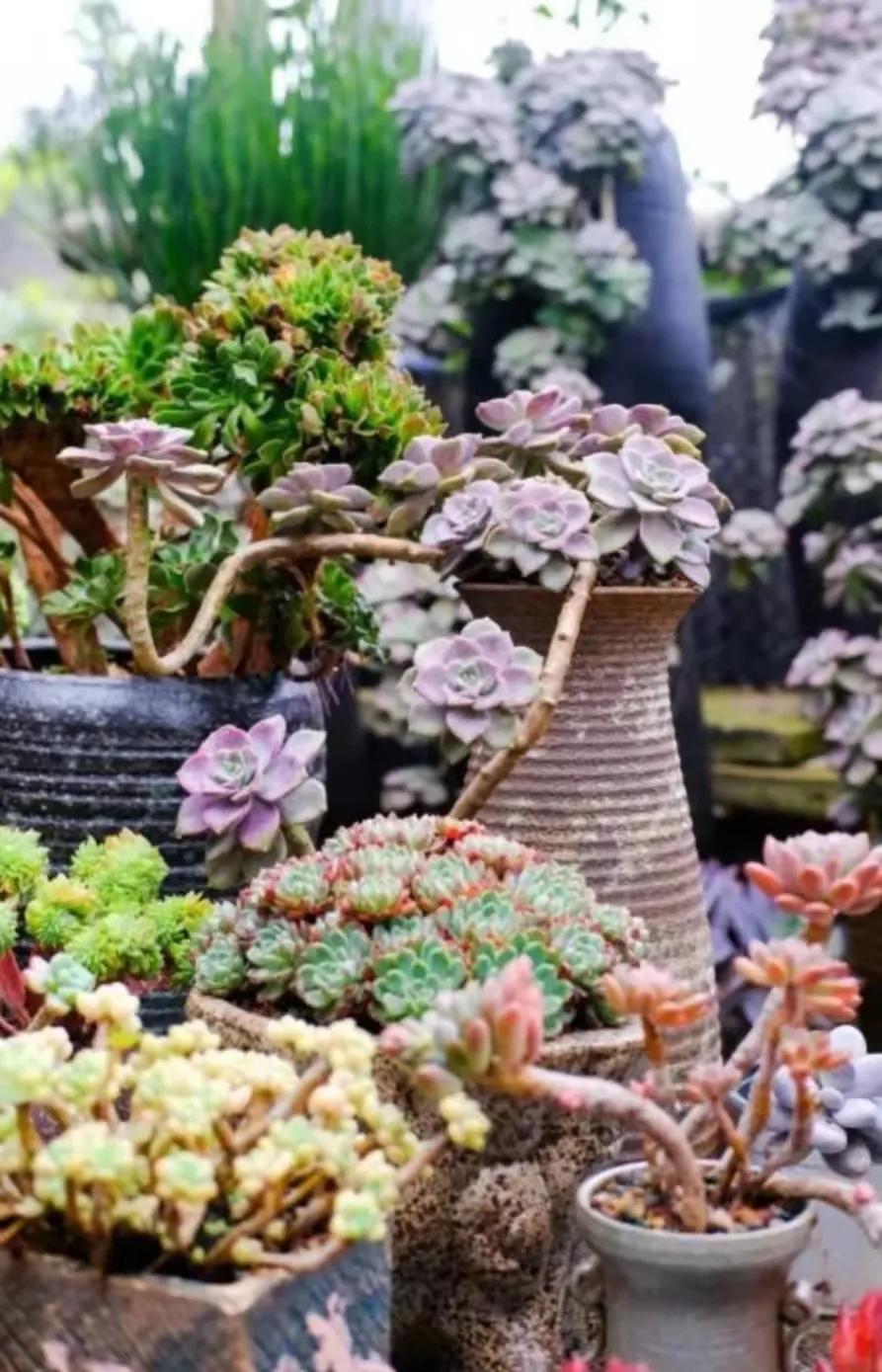 重庆最大的鲜花批发商,重庆花卉园鲜花市场