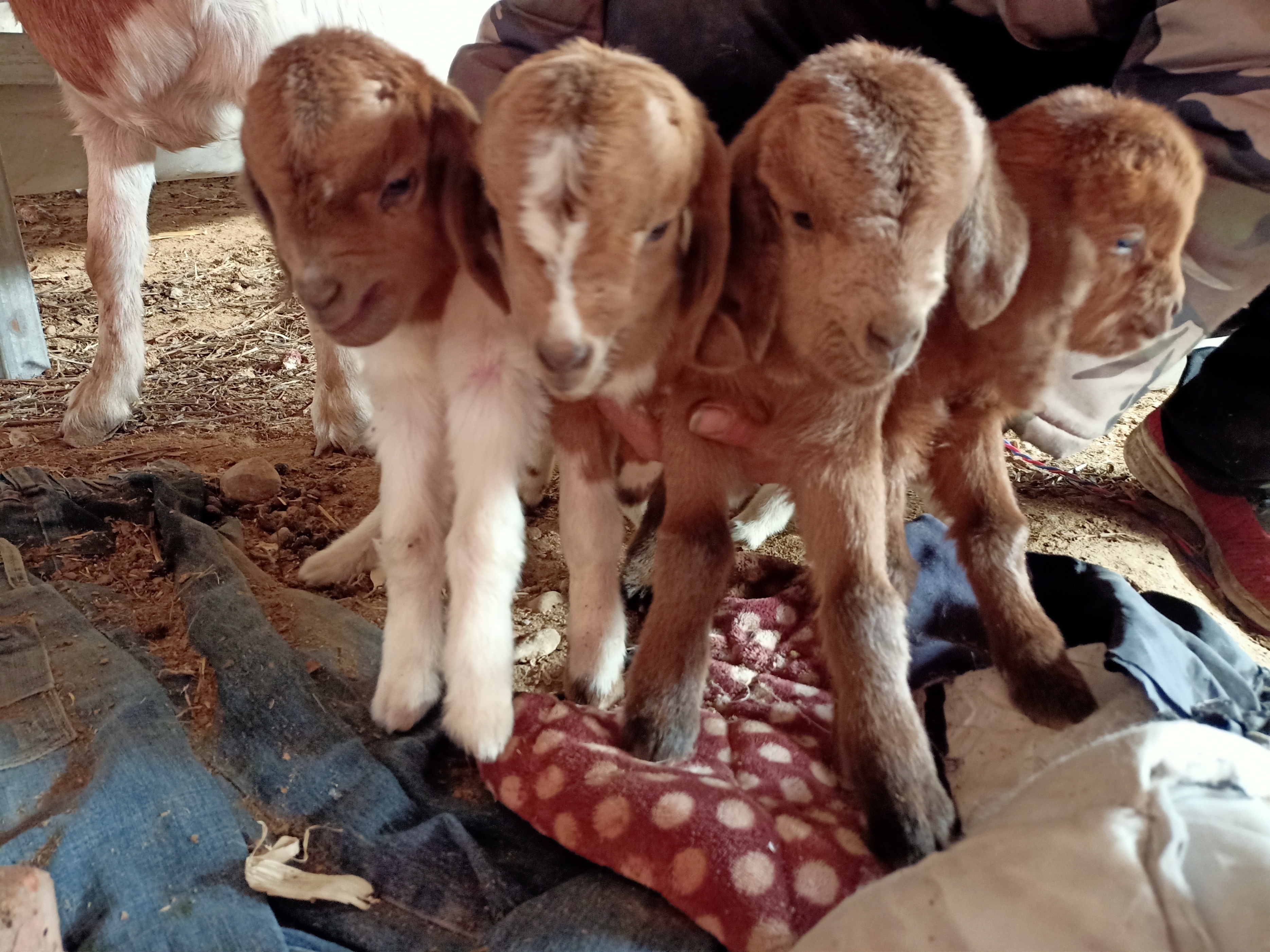 自媒体怎么养猪挣钱,新手做自媒体的领域选择哪个挣钱