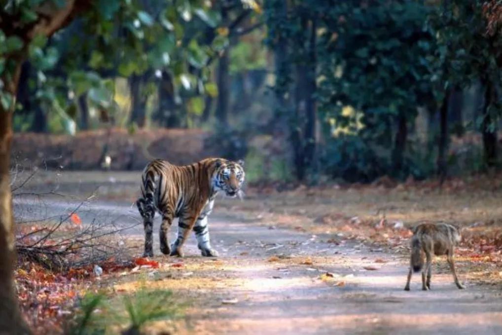 黑熊为什么害怕东北虎,狼群为什么不怕大棕熊怕老虎