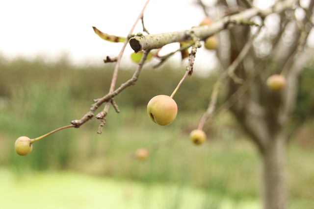 紫薇都市田园直播,紫薇都市田园好玩吗