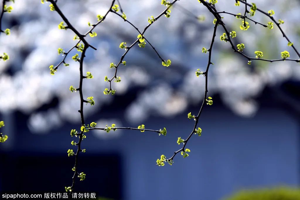 不负春光解锁春日美景打卡点,不负春光解锁春日美景攻略