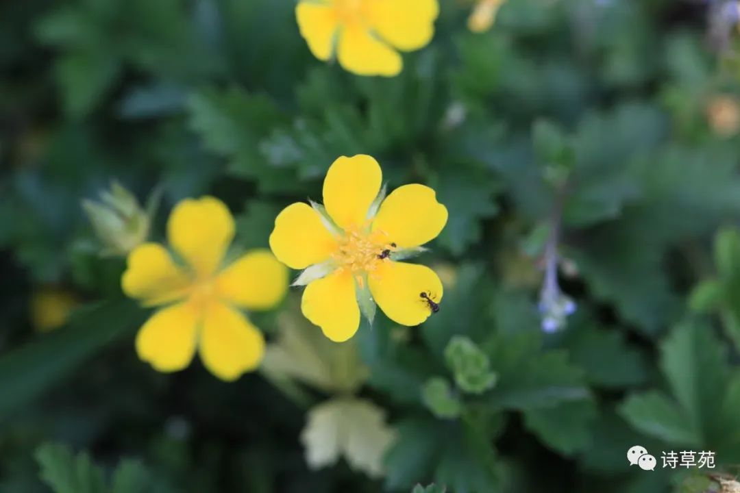 蚂蚁为什么晴天采蜜,蚂蚁在采蜜