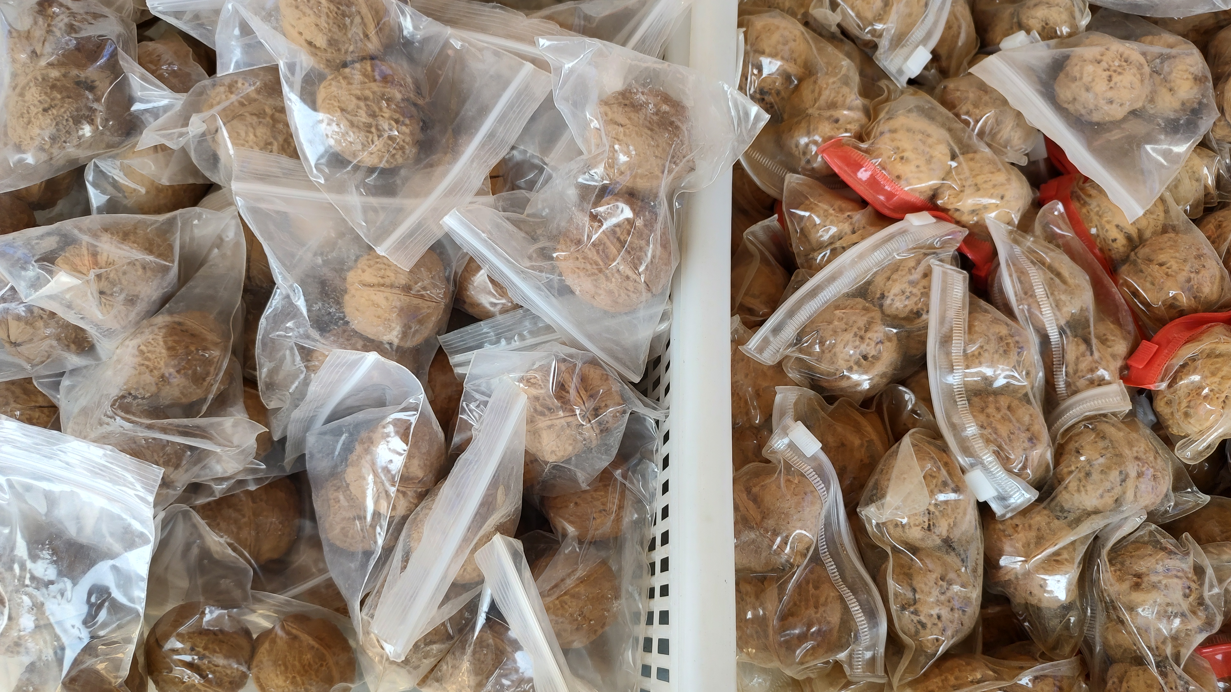 全面解析文玩核桃的核桃类,文玩核桃中的文化之伪文化